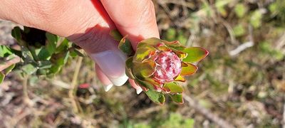 Leucadendron modestum, photographed by sharndreheuvel