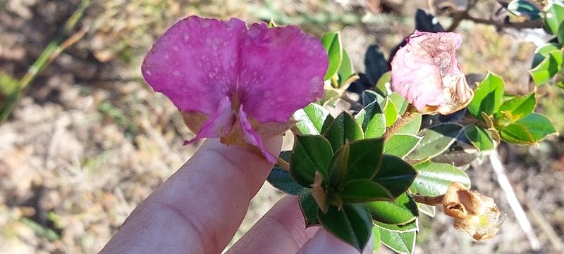 Podalyria biflora, photographed by sharndreheuvel