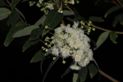 Angophora woodsiana, photographed by Greg Tasney
