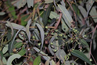 Angophora woodsiana, photographed by Greg Tasney