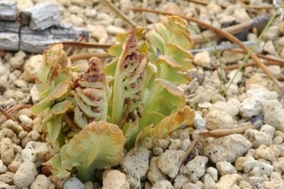 Botrychium pumicola, photographed by Timothy McNitt