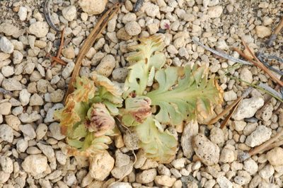Botrychium pumicola, photographed by Timothy McNitt