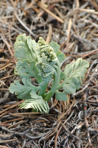 Botrychium pumicola, photographed by Timothy McNitt