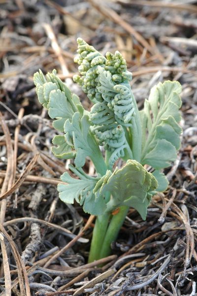 Botrychium pumicola, photographed by Timothy McNitt