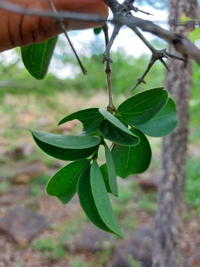 Strychnos cocculoides, photographed by Manuel R Popp