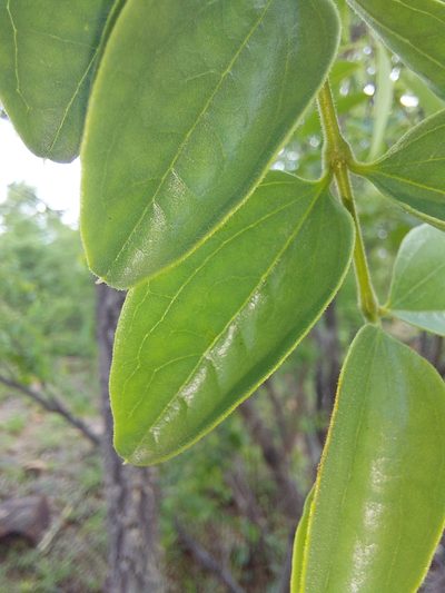 Strychnos cocculoides, photographed by Manuel R Popp