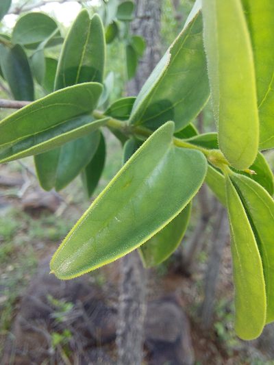 Strychnos cocculoides, photographed by Manuel R Popp