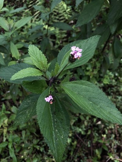 Lantana trifolia, photographed by Skjold Søndergaard
