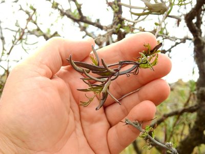 Tripodanthus flagellaris, photographed by Guillermo Debandi