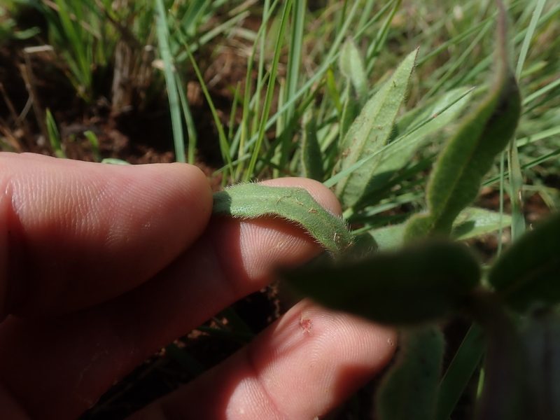 Asclepias cultriformis, photographed by Jimmy Whatmore