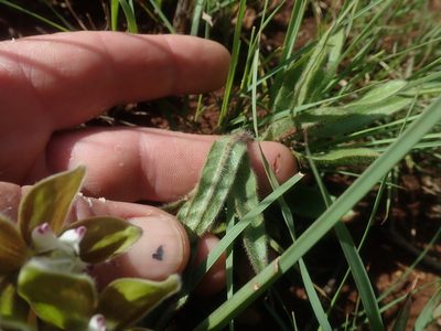 Asclepias cultriformis, photographed by Jimmy Whatmore