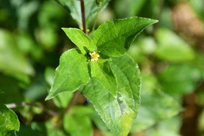 Synedrella nodiflora, photographed by Иван Ковтун Ivan Kovtun
