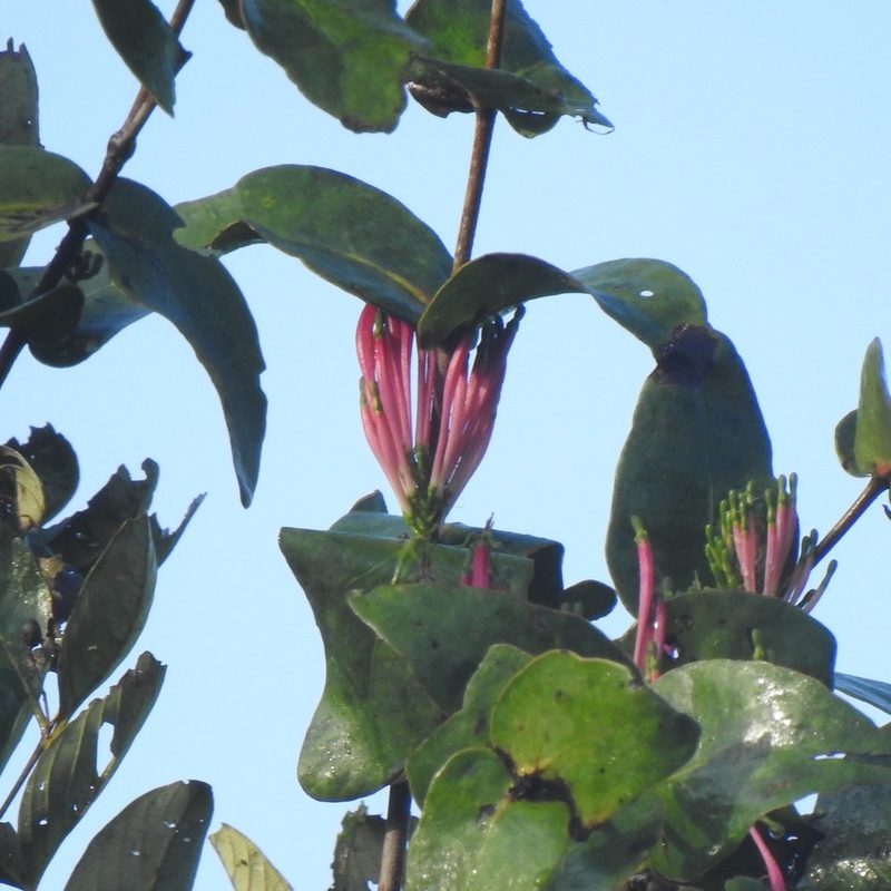 Dendrophthoe falcata, photographed by Paulmathi Vinod