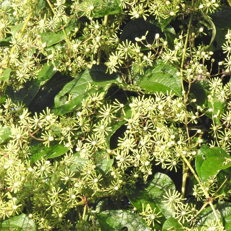 Clematis zeylanica, photographed by Paulmathi Vinod