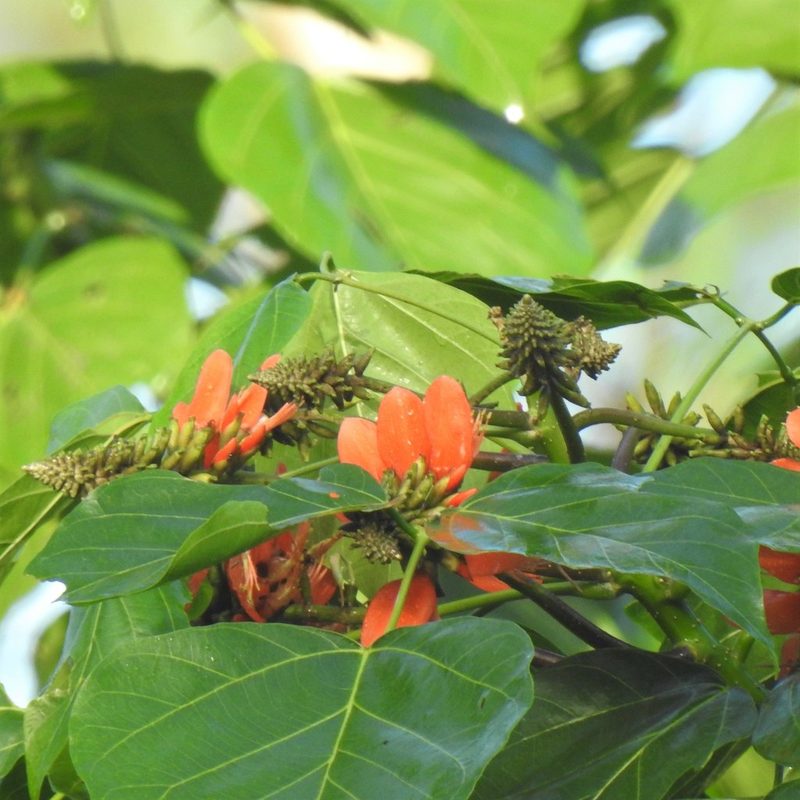 Erythrina subumbrans, photographed by Paulmathi Vinod