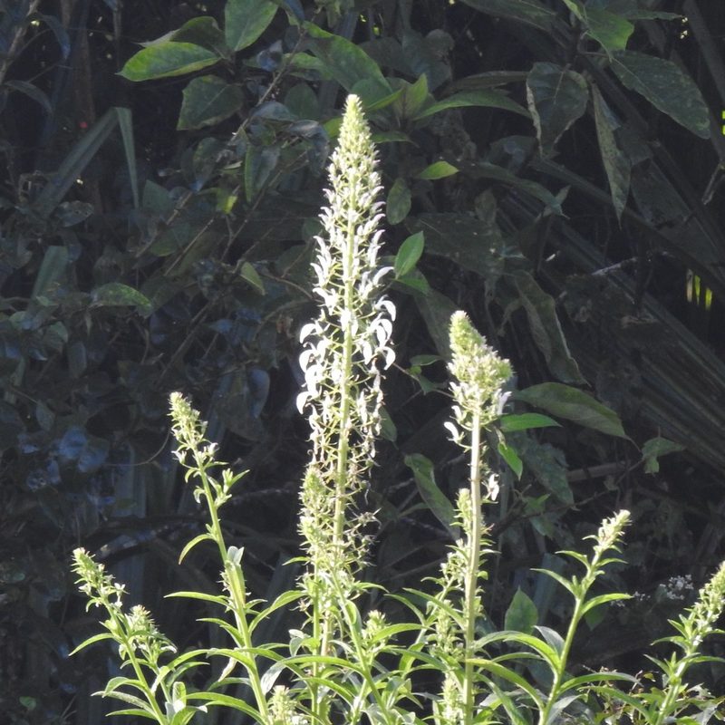 Lobelia nicotianifolia, photographed by Paulmathi Vinod