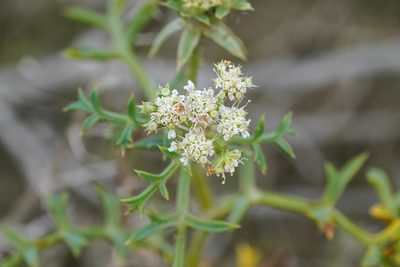 Echinophora spinosa, photographed by WATANABE Hitoshi 渡辺仁