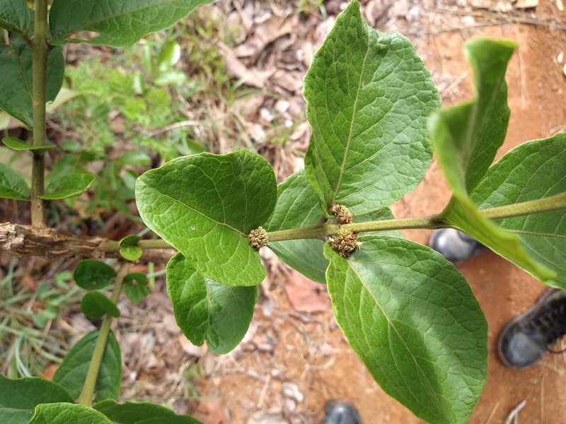 Aegiphila verticillata, photographed by Leonardo Bergamini