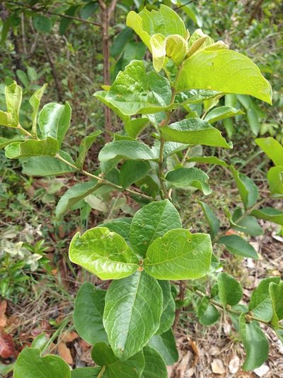 Aegiphila verticillata, photographed by Leonardo Bergamini