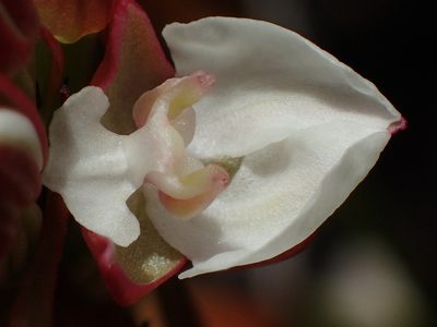 Ceratandra globosa, photographed by Nicola van Berkel