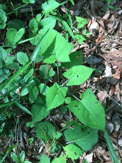 Salvia nipponica, photographed by Yoshihiro Tokue
