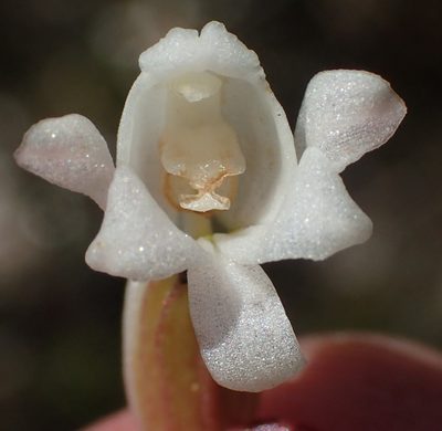 Satyrium acuminatum, photographed by Nicola van Berkel