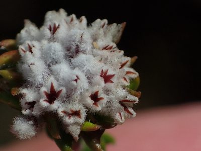 Phylica debilis, photographed by Nicola van Berkel