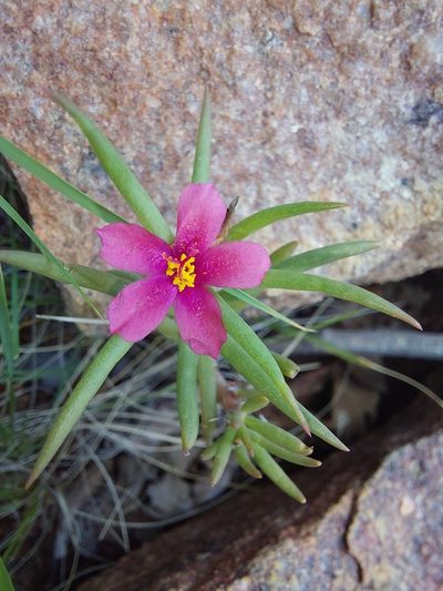 Portulaca kermesina, photographed by Manuel R Popp