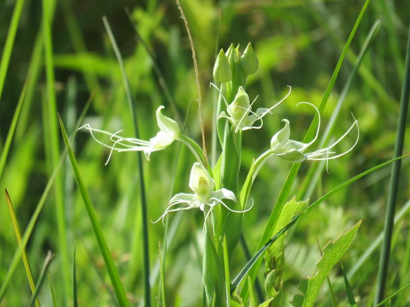 Habenaria gourlieana, photographed by Patricio Cowper Coles