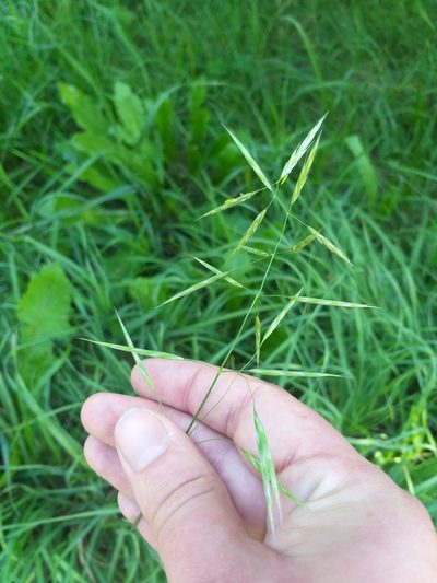 Bromus riparius, photographed by Dmitriy Bochkov