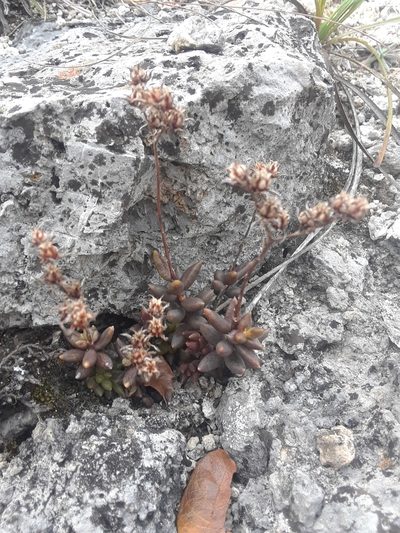 Sedum gypsophilum, photographed by Alejandro Gómez Maya