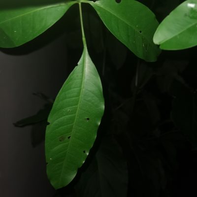 Trichilia pleeana, photographed by Eduardo Chacón Madrigal