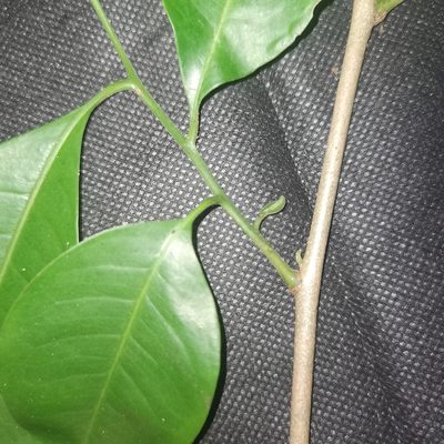 Trichilia pleeana, photographed by Eduardo Chacón Madrigal