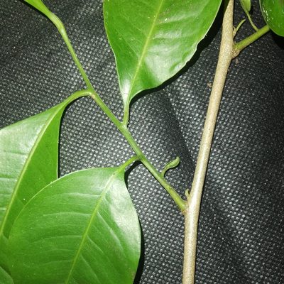 Trichilia pleeana, photographed by Eduardo Chacón Madrigal