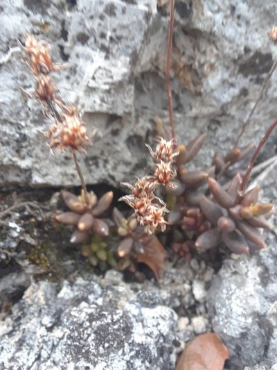 Sedum gypsophilum, photographed by Alejandro Gómez Maya