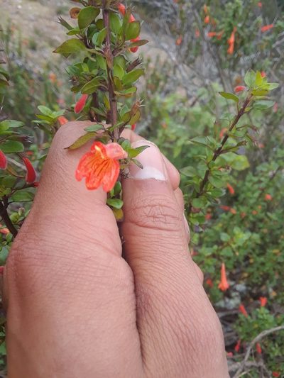 Clinopodium mexicanum, photographed by Alejandro Gómez Maya