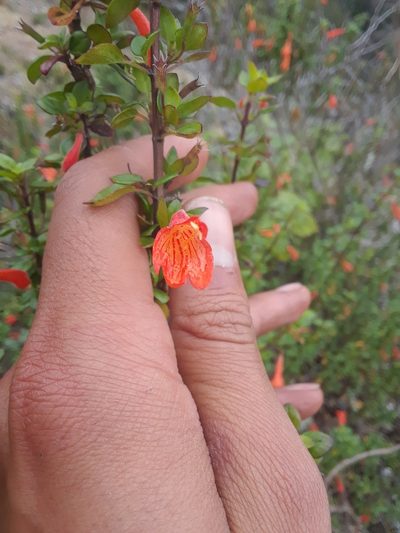 Clinopodium mexicanum, photographed by Alejandro Gómez Maya