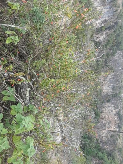 Clinopodium mexicanum, photographed by Alejandro Gómez Maya