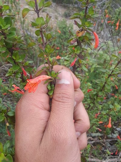Clinopodium mexicanum, photographed by Alejandro Gómez Maya
