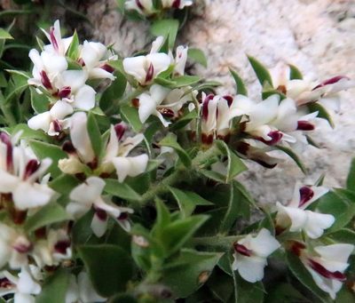 Amphithalea micrantha, photographed by Di Turner