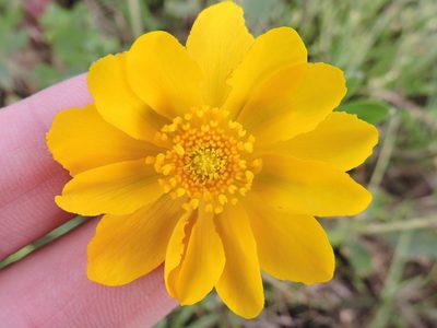 Ranunculus macranthus, photographed by Sam Kieschnick
