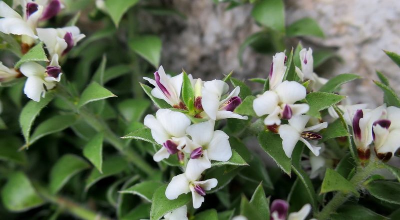 Amphithalea micrantha, photographed by Di Turner