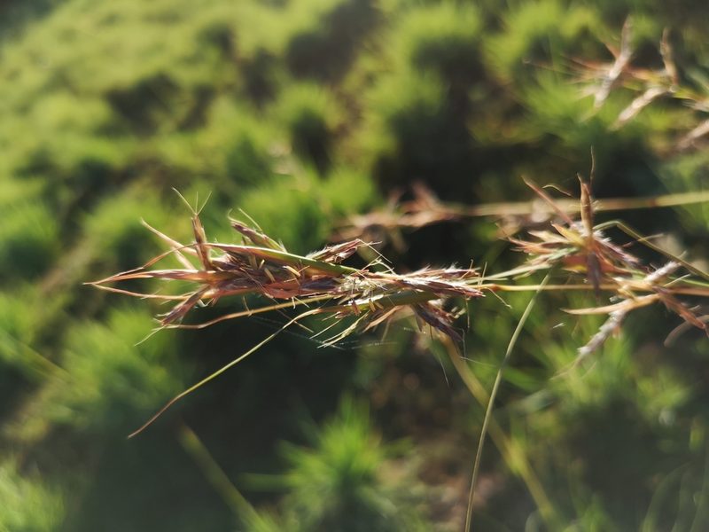 Cymbopogon pospischilii, photographed by Ricus Nel