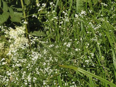 Galium uliginosum, photographed by Oleg Kosterin