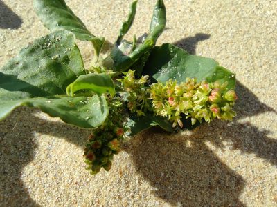 Emex spinosa, photographed by Santiago Martín-Bravo