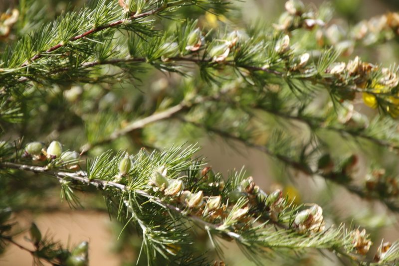 Aspalathus uniflora, photographed by Tony Rebelo