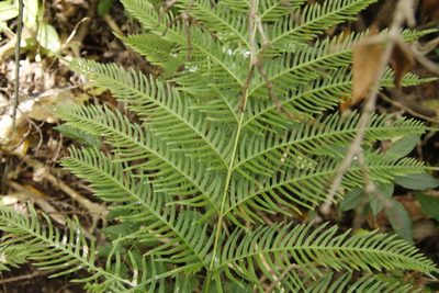Pteris dentata, photographed by Tony Rebelo