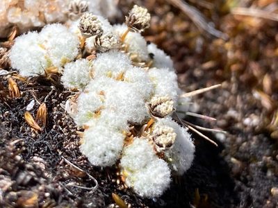 Paepalanthus lodiculoides, photographed by Fabien Anthelme