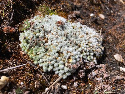Paepalanthus lodiculoides, photographed by Fabien Anthelme