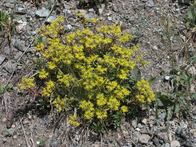 Phedimus hybridus, photographed by Oleg Kosterin